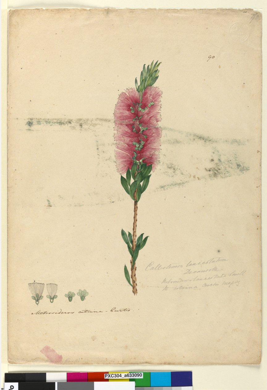 Página 90. Callistemon lanceolatusCallistemon citrinus, c.1803-06 (wc, caneta, tinta e lápis) de John William Lewin