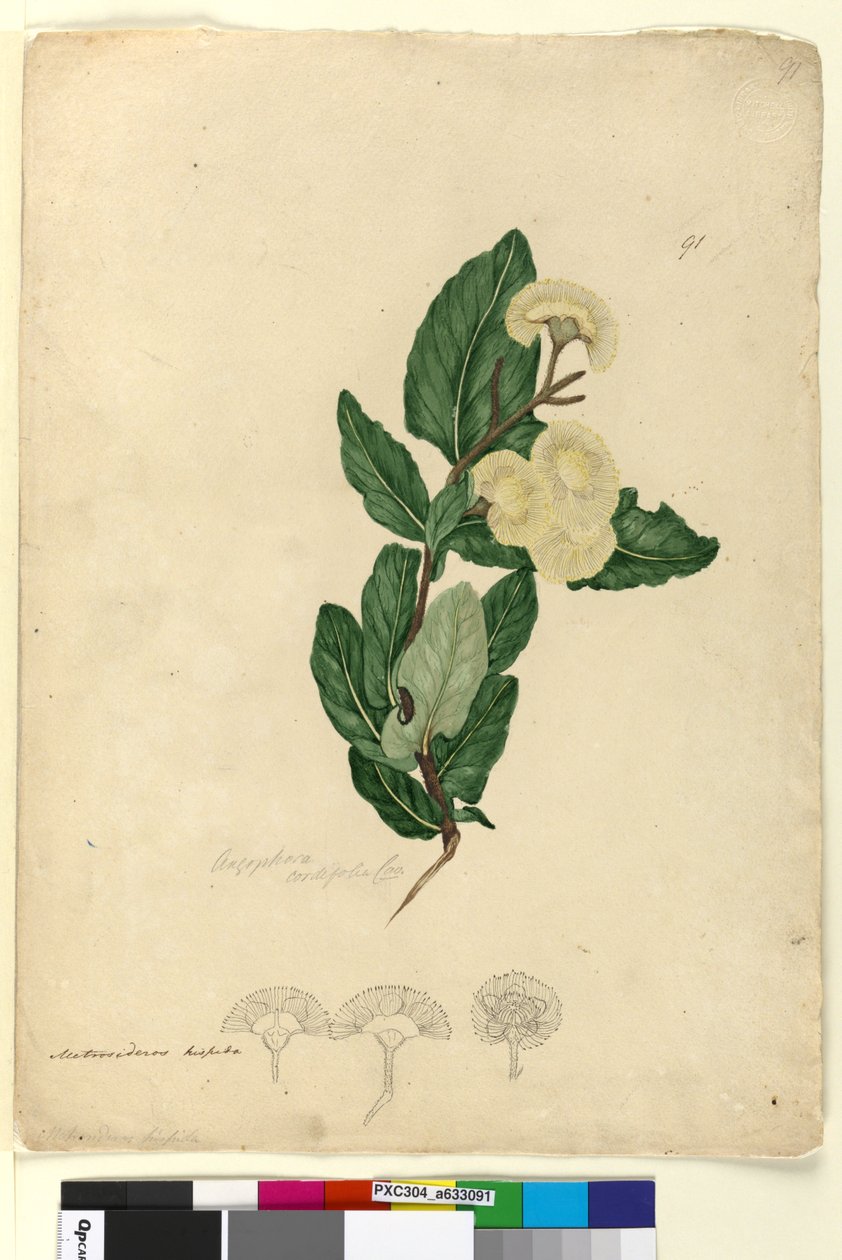 Página 91. Angophora cordifolia, c.1803-06 (wc, caneta, tinta e lápis) de John William Lewin