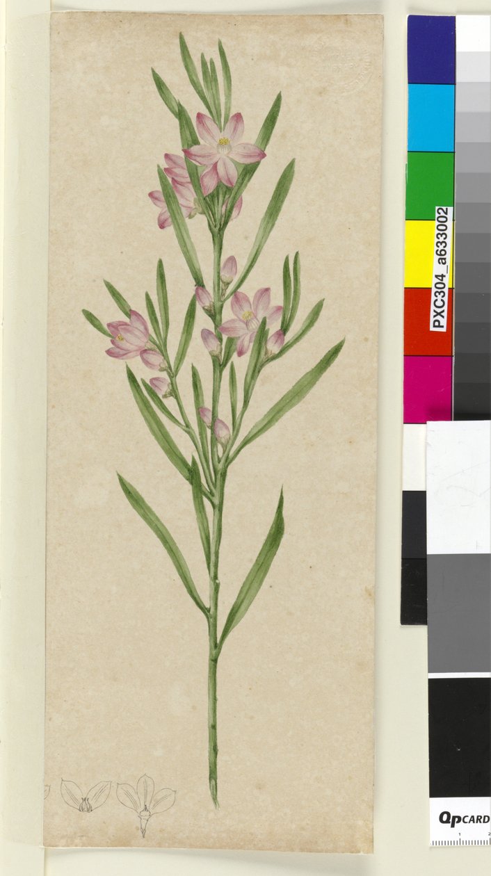 Planta não identificada, c.1803-06 (wc, caneta, tinta e lápis) de John William Lewin