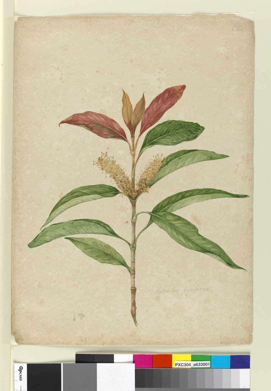 Xylomelum pyriforme, c.1803-06 (wc, caneta, tinta e lápis) de John William Lewin