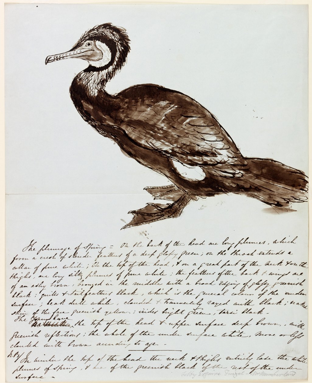 Cormorão (tinta no papel) de John Wilson Carmichael