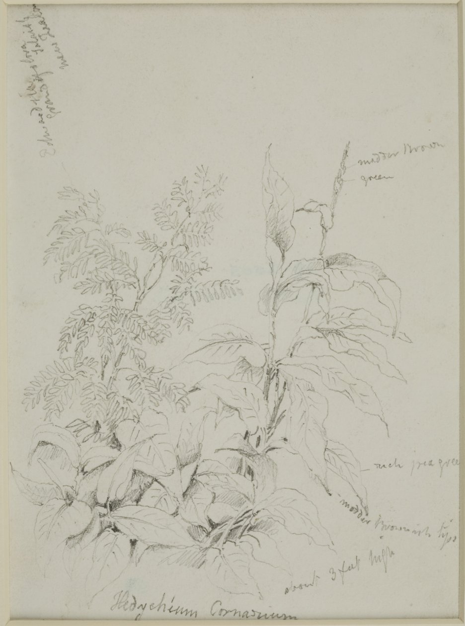 Estudo da natureza de John Wilson Carmichael