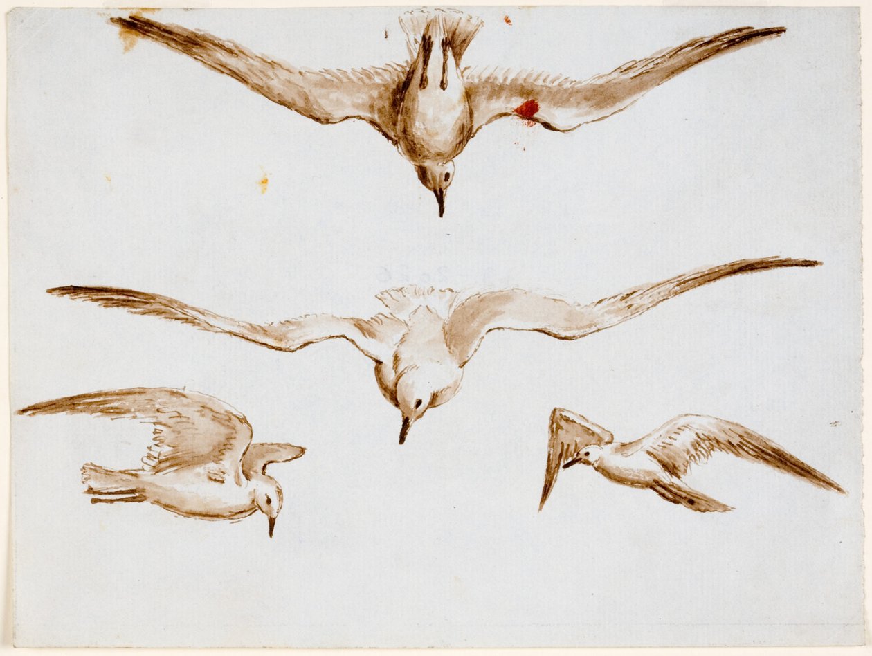 Gaivotas (tinta (tinta) e caneta e tinta no papel (cinza)) de John Wilson Carmichael