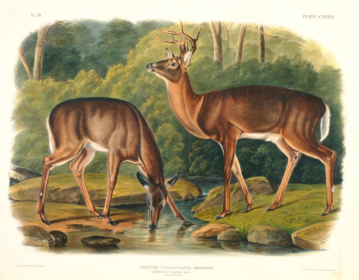 Cervus Virginianus (cervo comum ou virginiano), placa 136 de "Quadrúpedes da América do Norte", gravada por John T. Bowen (1801-c.1856), 1848 de John Woodhouse Audubon