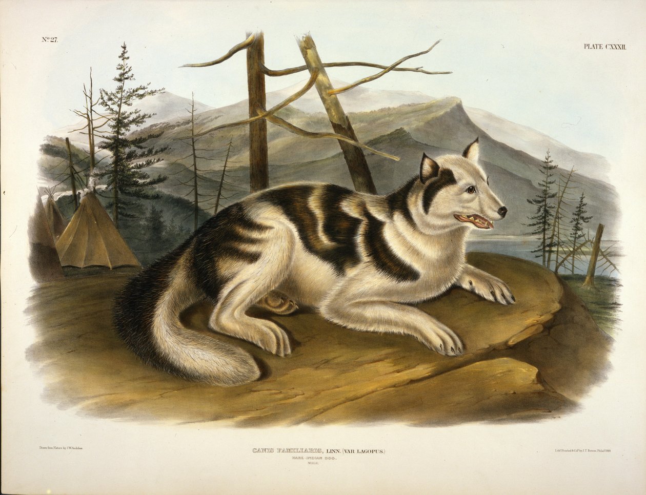 Hare Indian Dog de John Woodhouse Audubon