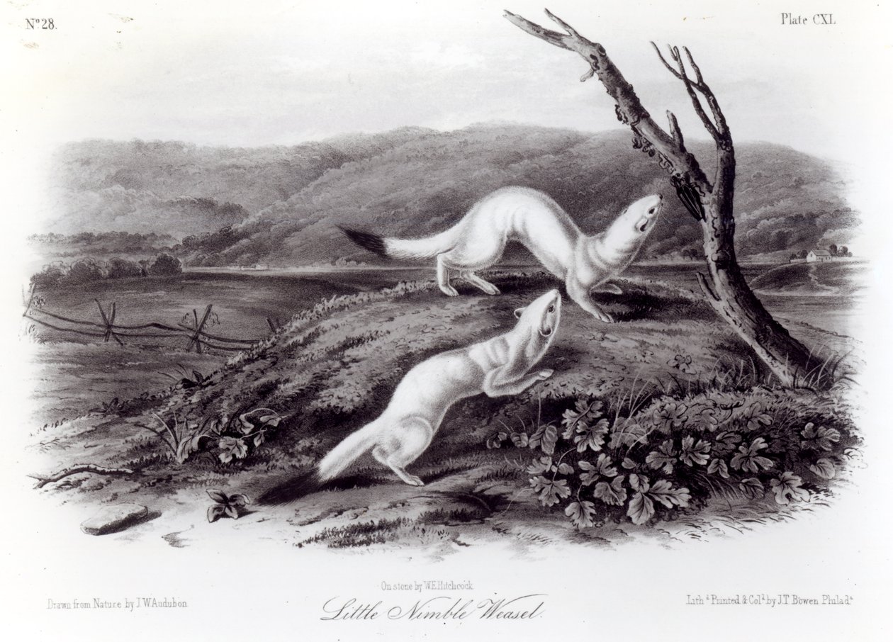 Little Weasel ágil de John Woodhouse Audubon