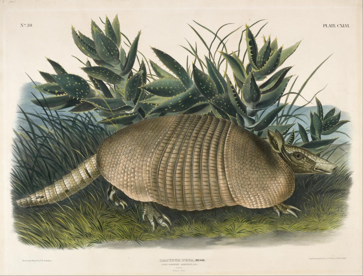 Tatu de nove bandas (Dasypus Peba) de John Woodhouse Audubon