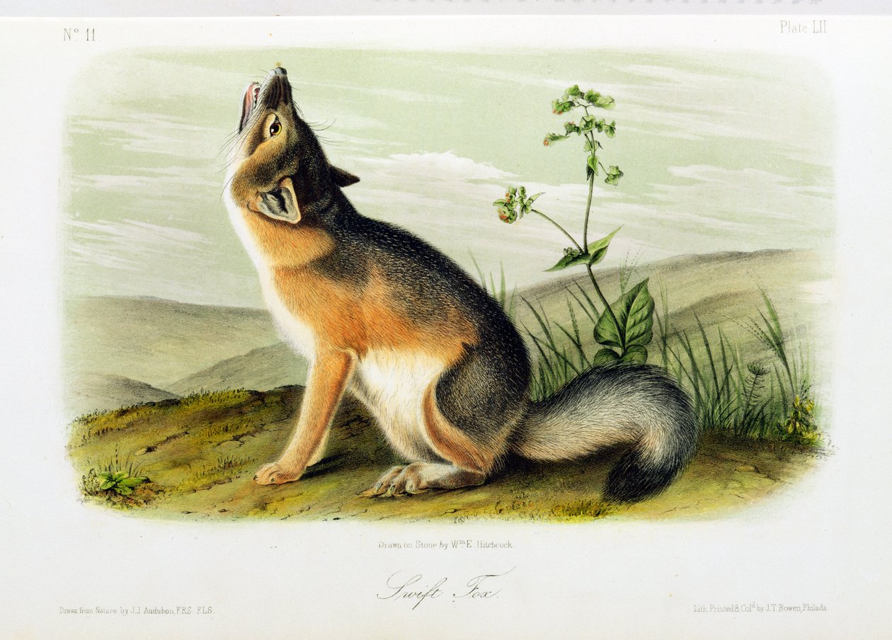 Swift Fox, placa 52 de &39;Quadrúpedes da América do Norte&39;, gravada por WE Hitchcock de John Woodhouse Audubon