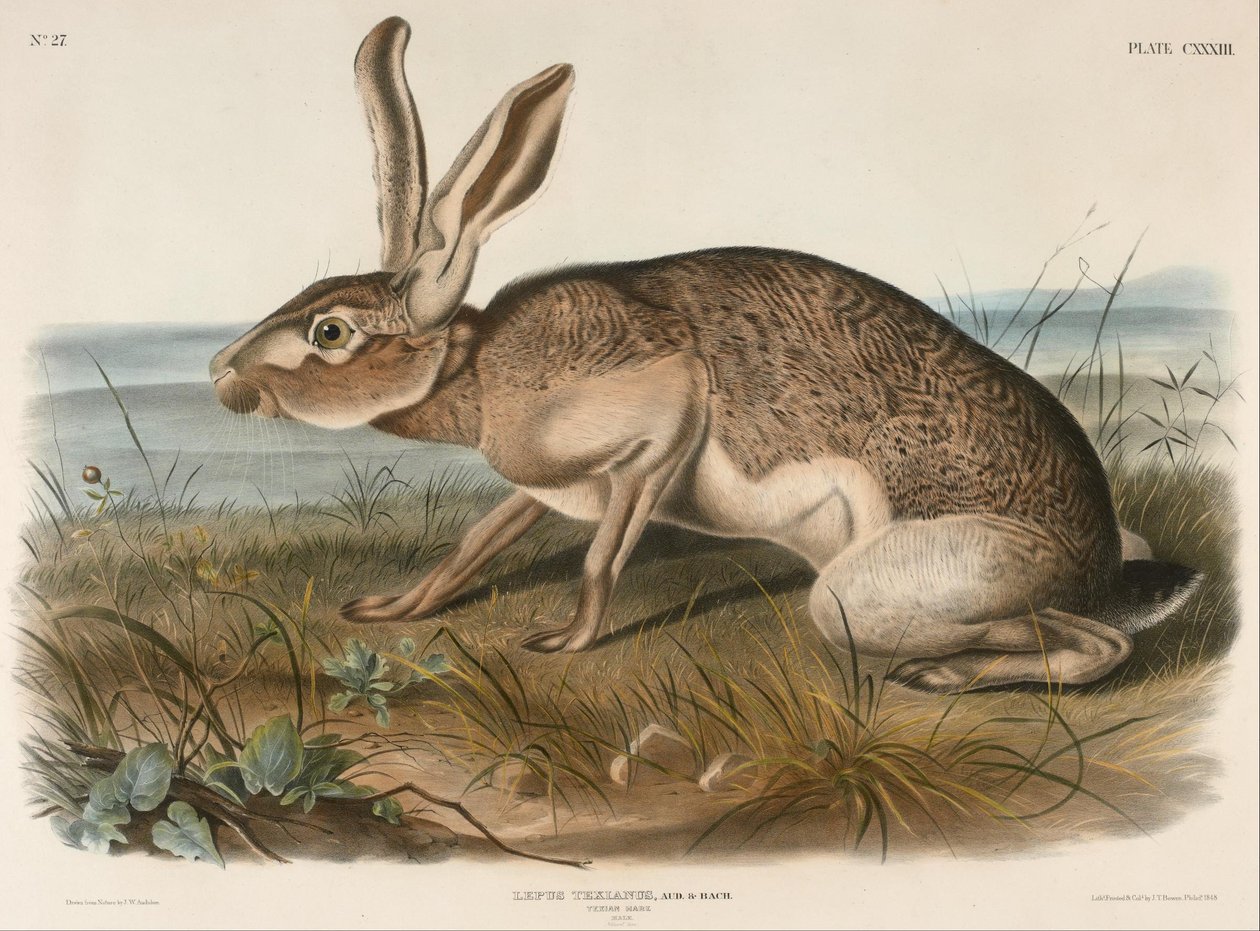 Lebre Texiana (Lepus Texianus) de John Woodhouse Audubon