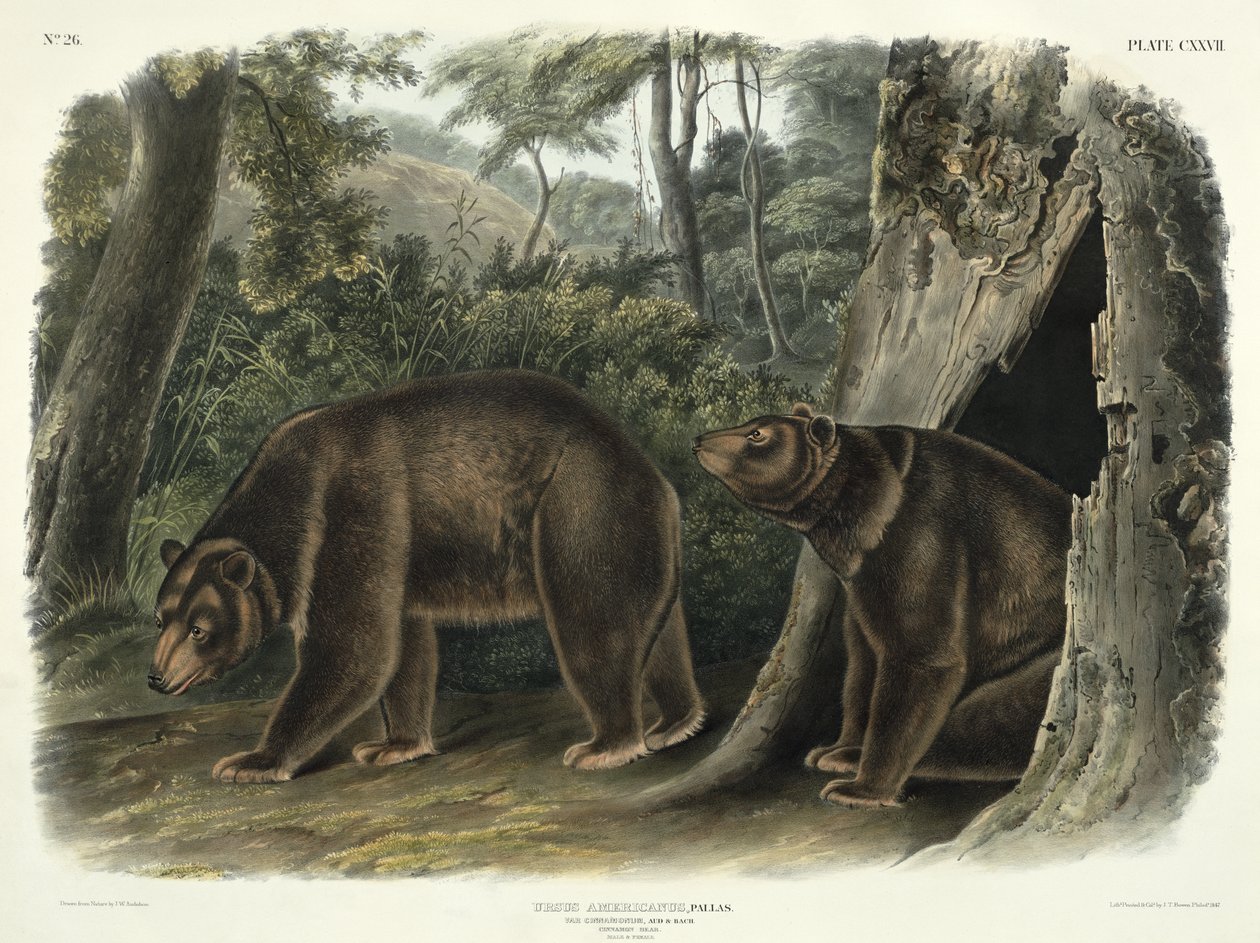 Ursus Americanus, var. Cinnamonum (urso de canela), placa 127 de &39;quadrúpedes da América do Norte&39;, gravada por John T. Bowen (1801-c.1856), 1847 de John Woodhouse Audubon