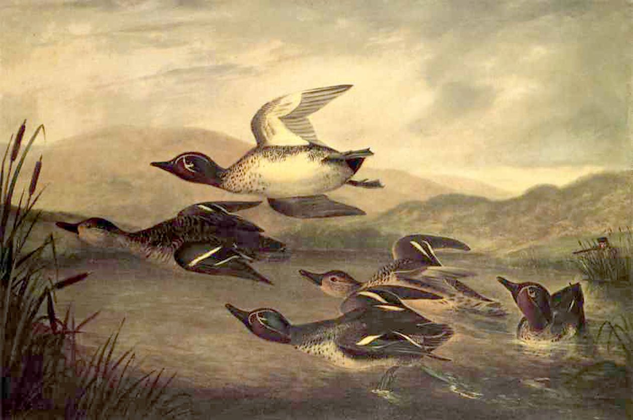 Patos Selvagens Subindo, 1840 de John Woodhouse Audubon