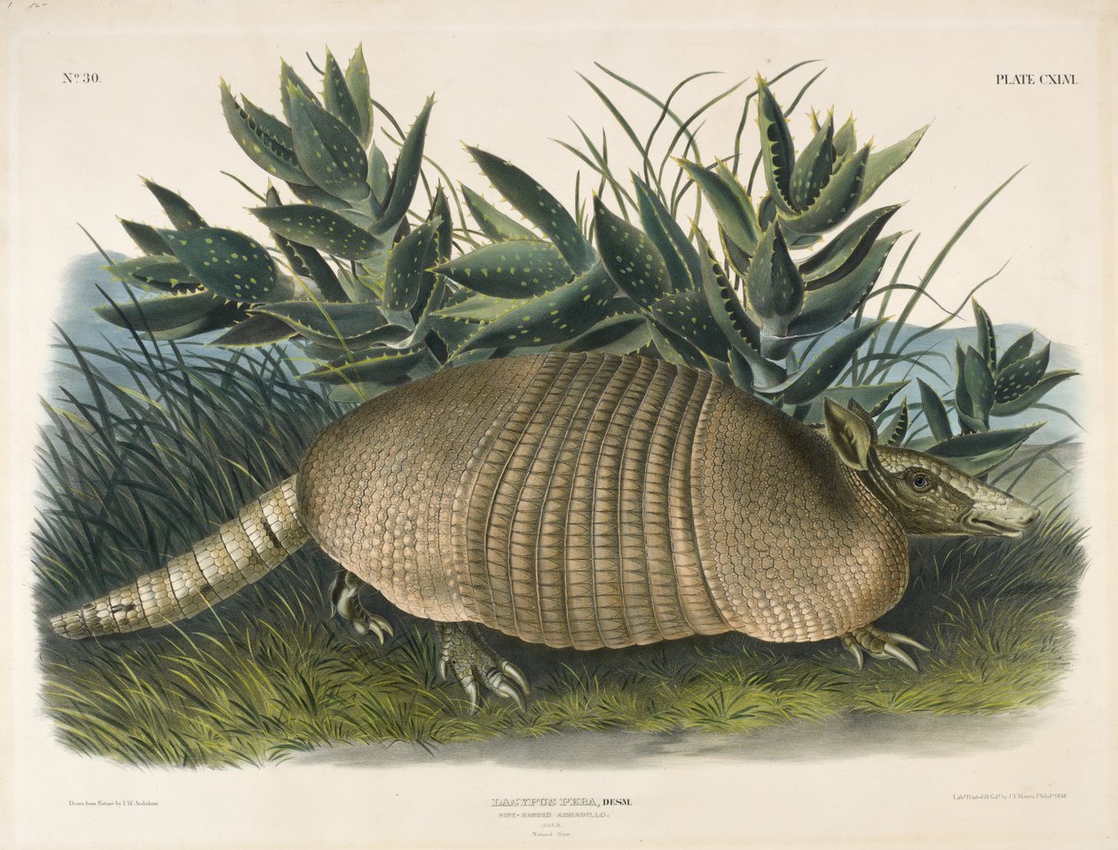 Tatu de nove bandas (Dasypus Peba), 1848 (litografia colorida à mão) de John Woodhouse after Audubon