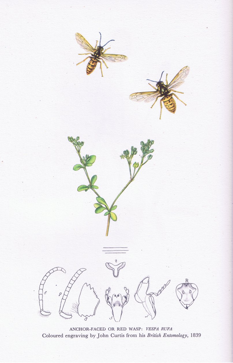 Anchor Faced or Red Wasp, Nature in Britain publicado pela Collins de John (after) Curtis