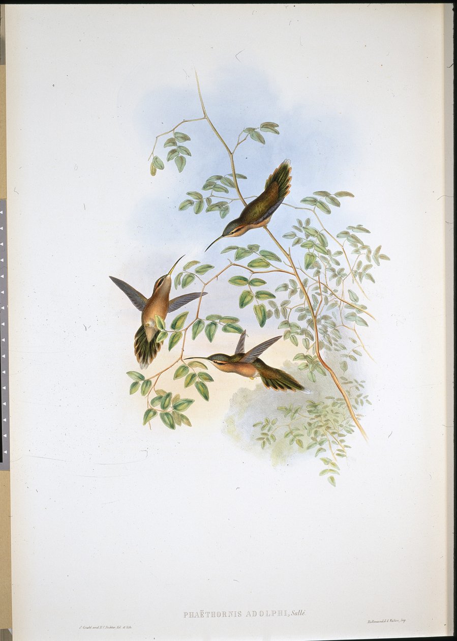 Eremita de Adolph (Phaethornis Adolphi) (litografia colorida à mão) de John (after) Gould