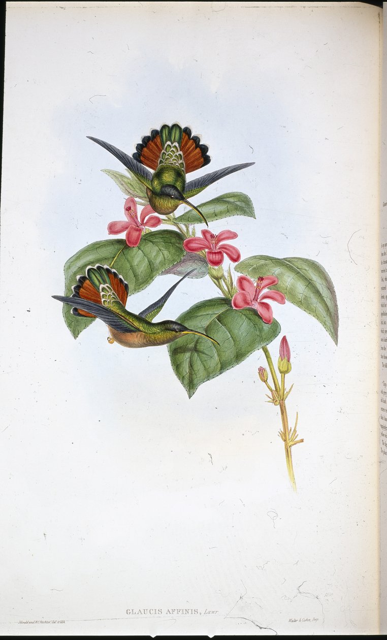 Eremita Aliada (Glaucis affinis) (litho colorido à mão) de John (after) Gould