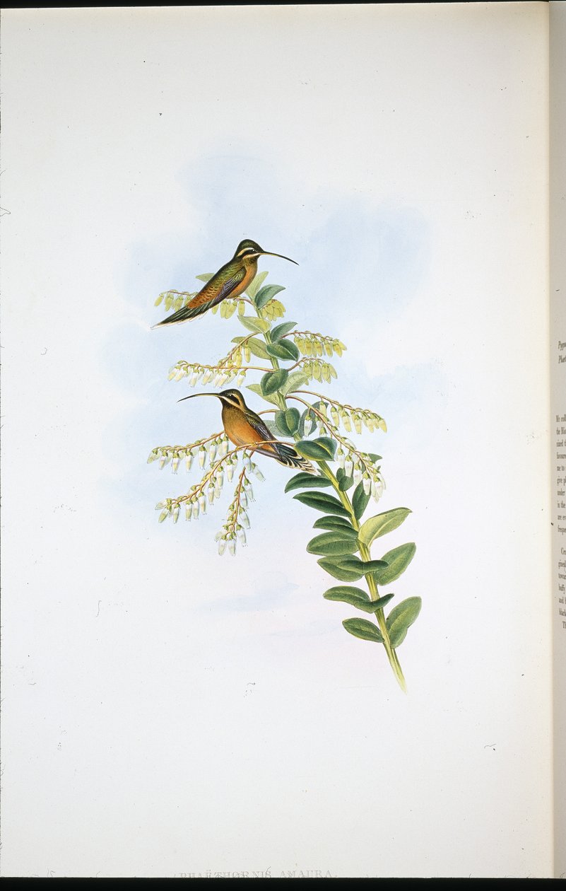 Eremita Amaura (Phaethornis Amaura) (litografia colorida à mão) de John (after) Gould
