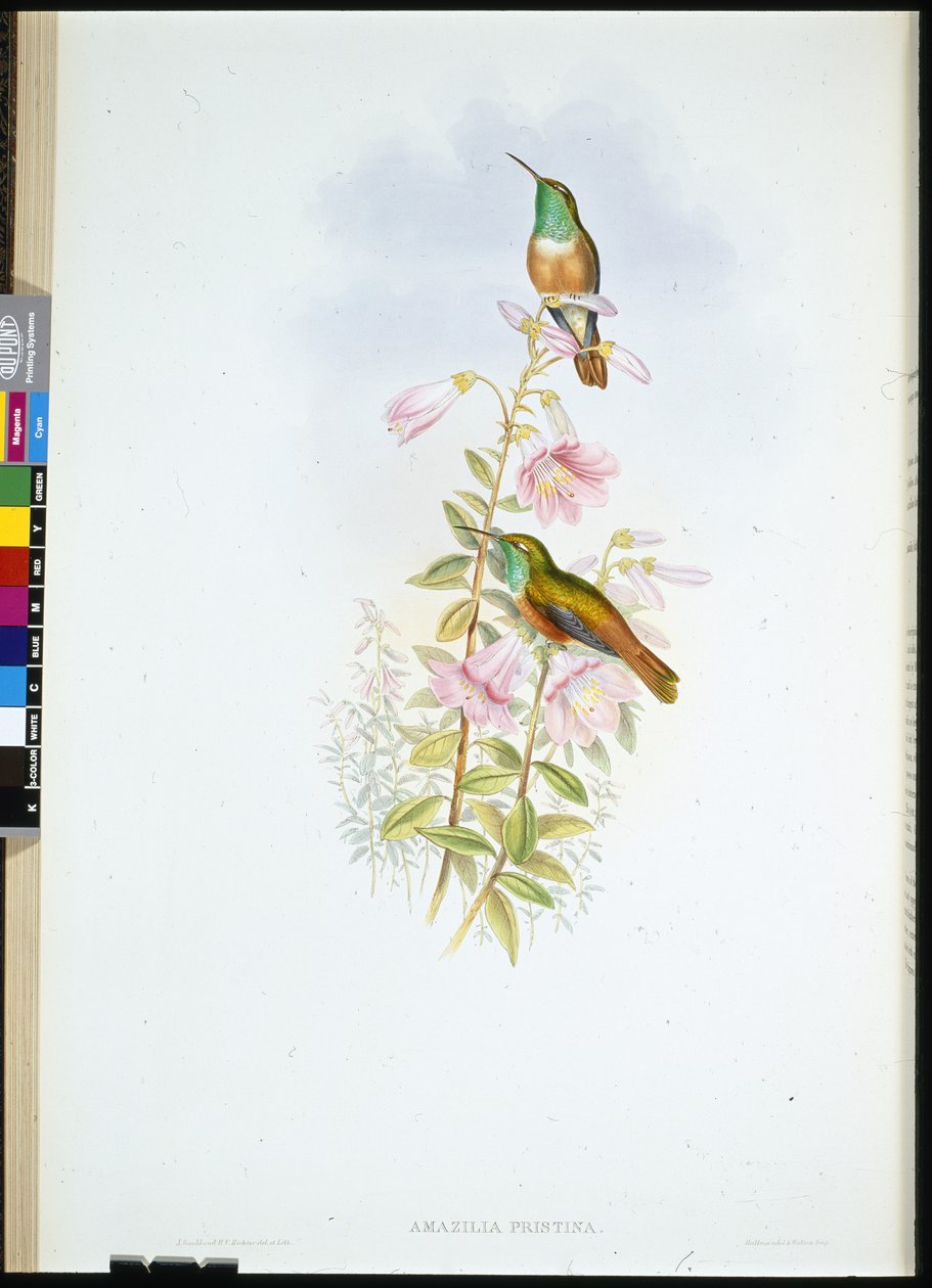 Amazili (Amazilia Pristina) (litografia colorida à mão) de John (after) Gould