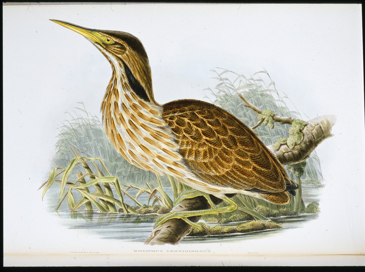 American Bittern (Botaurus Lentiginosus) (litho colorido à mão) de John (after) Gould