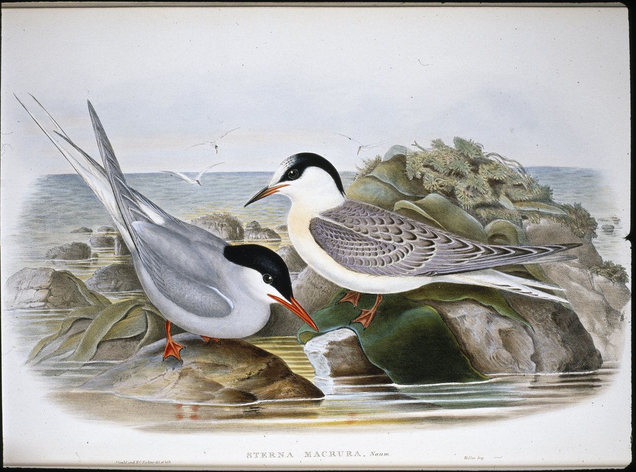 Garajau Ártico (Sterna Macrura) (litro colorido à mão) de John (after) Gould