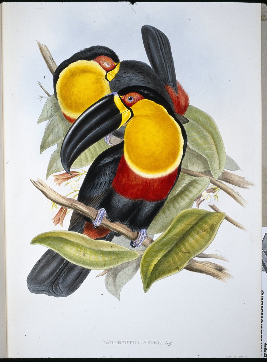 Ariel Toucan (Ramphastos Ariel) (cor da mão, litho) de John (after) Gould
