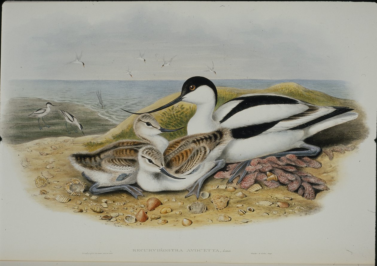 Avocet (Recurvirostra Avocetta) (litografia colorida à mão) de John (after) Gould