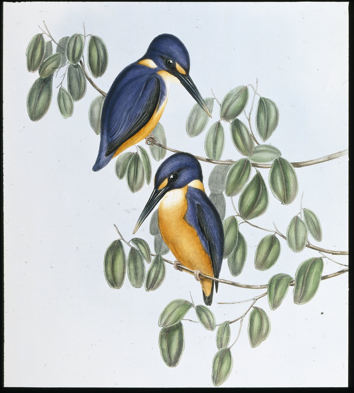 Azure Kingfisher (Alcyone Azurea) (cor da mão, litho) de John (after) Gould