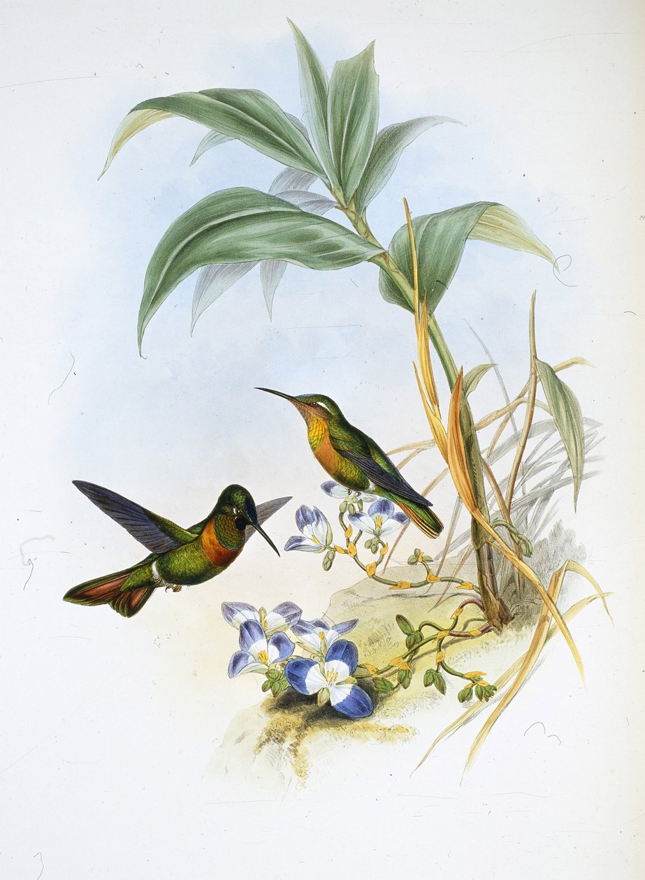 Rubi Faixa (Clytolaema Aurescens) (litho colorido à mão) de John (after) Gould
