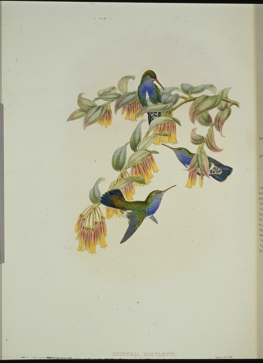 Beija-flor Esmeralda de Bartlett (Agyrtria Bartletti) (litho de cor de mão) de John (after) Gould