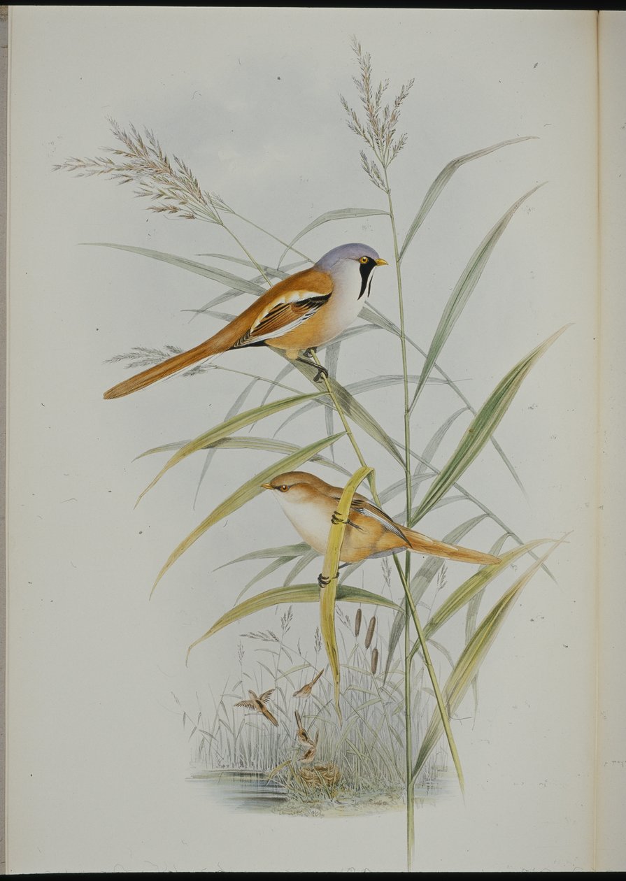 Tetinho Barbudo (Calamophilus Biarmicus) (Litho colorido à mão) de John (after) Gould