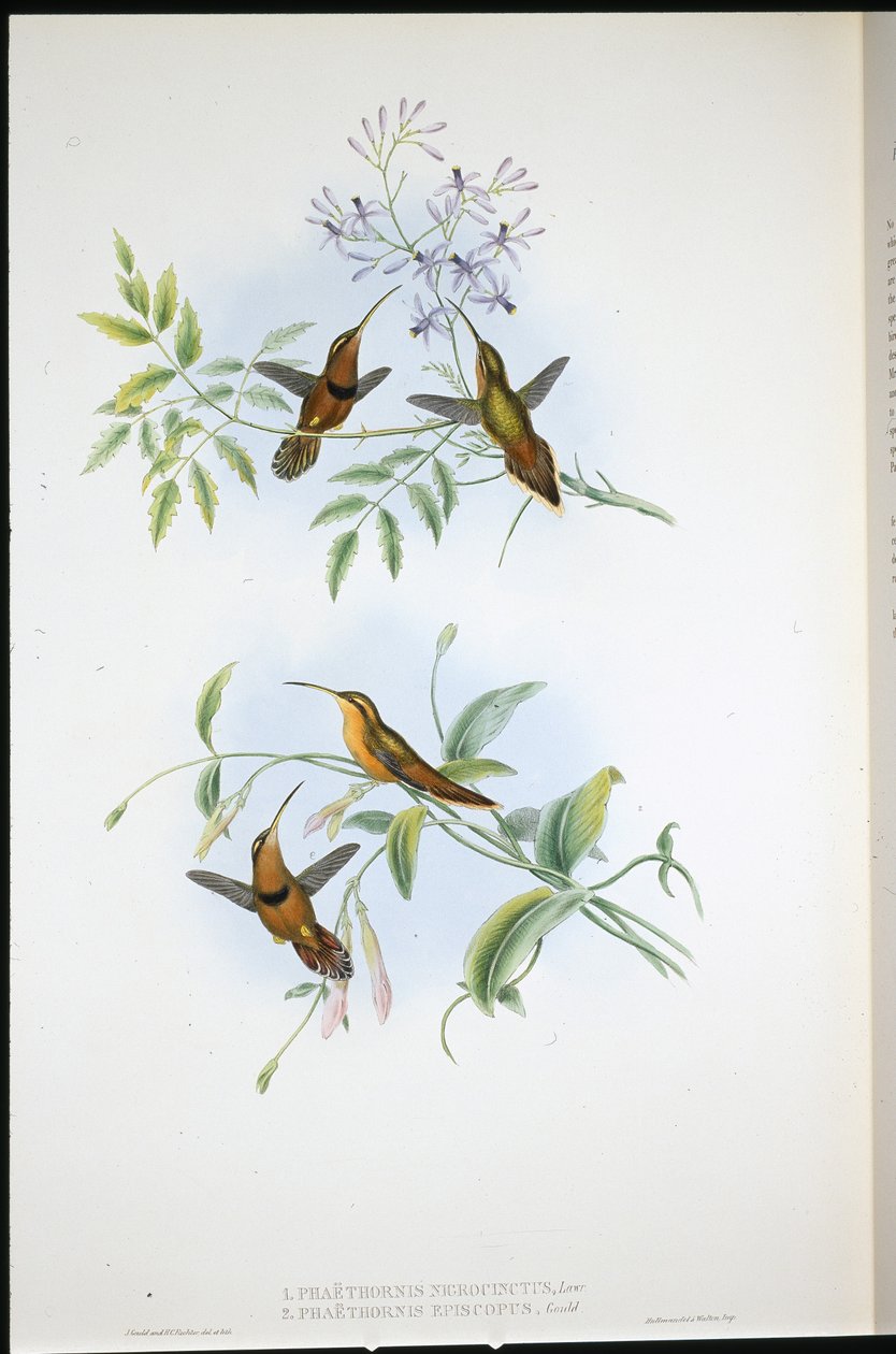 Eremita Cintada (Phaethornis Nigrocinctus) e Eremita Episcopal (Phaethornis Episcopus) (litho colorido à mão) de John (after) Gould