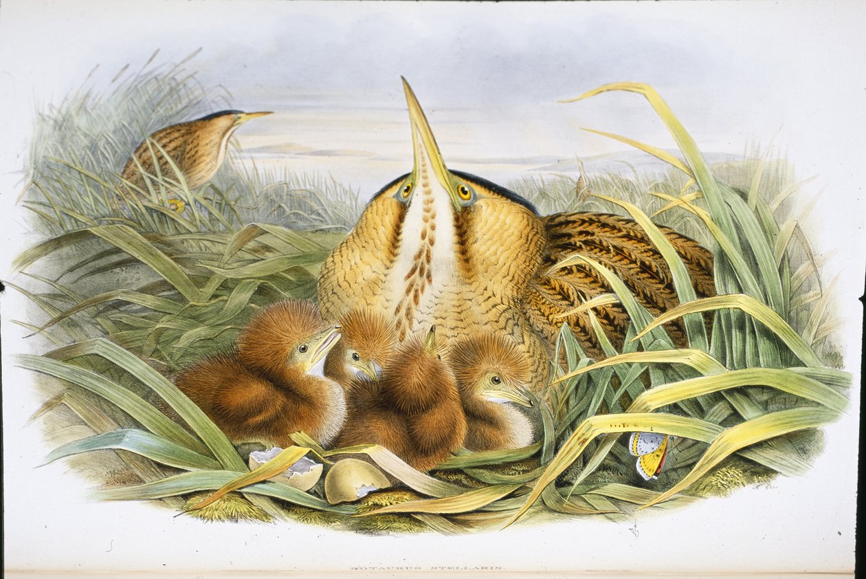 Bittern (Botaurus Stellaris) (Litho colorido à mão) de John (after) Gould