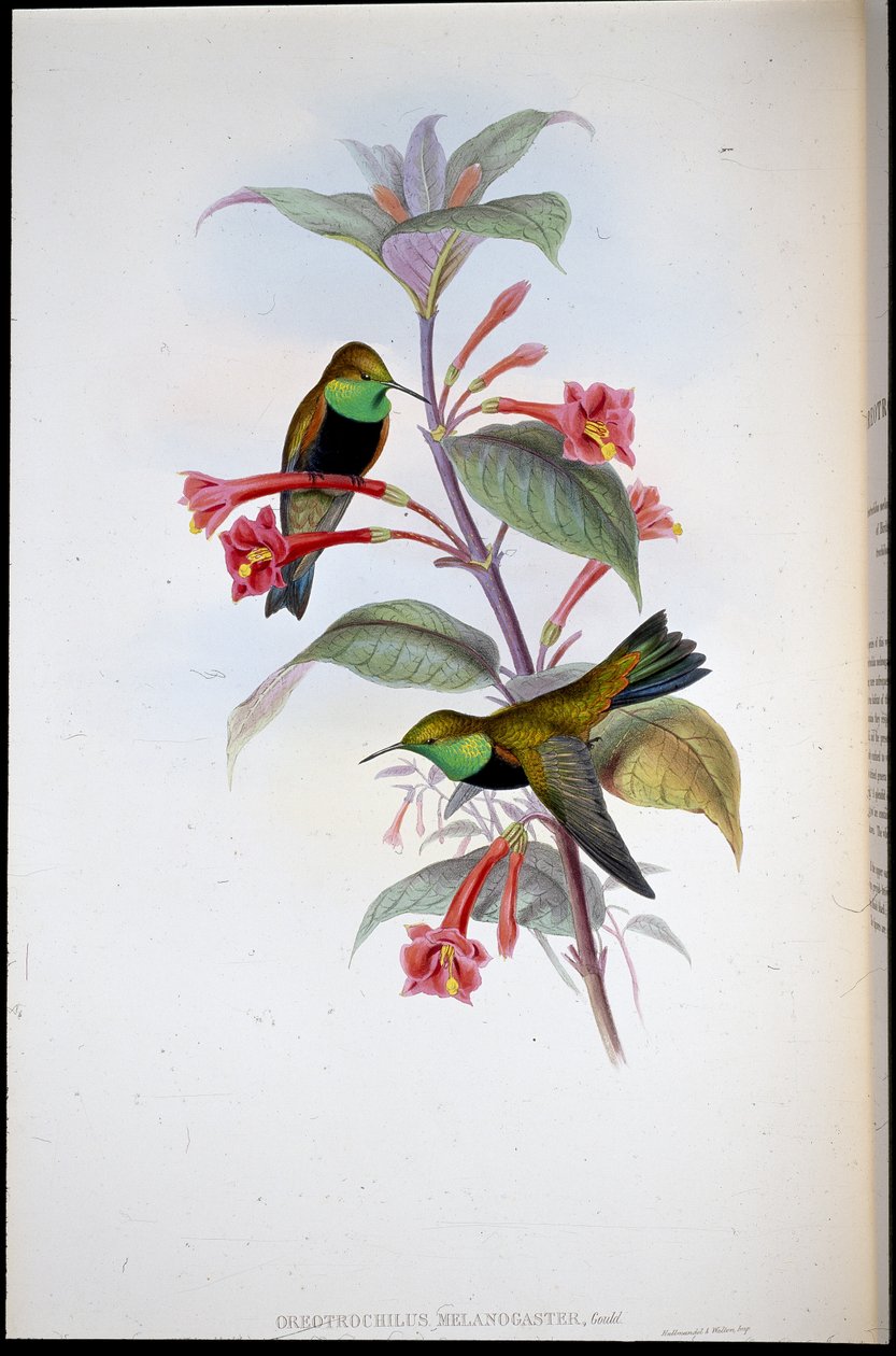 Black-breasted Hill Star (Oreotrochilus Melanogaster) (litografia colorida à mão) de John (after) Gould