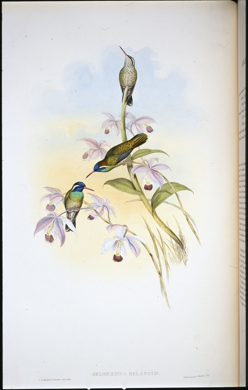 Beija-flor de orelhas pretas (Heliopaedica Melanotis) (cor da mão) de John (after) Gould