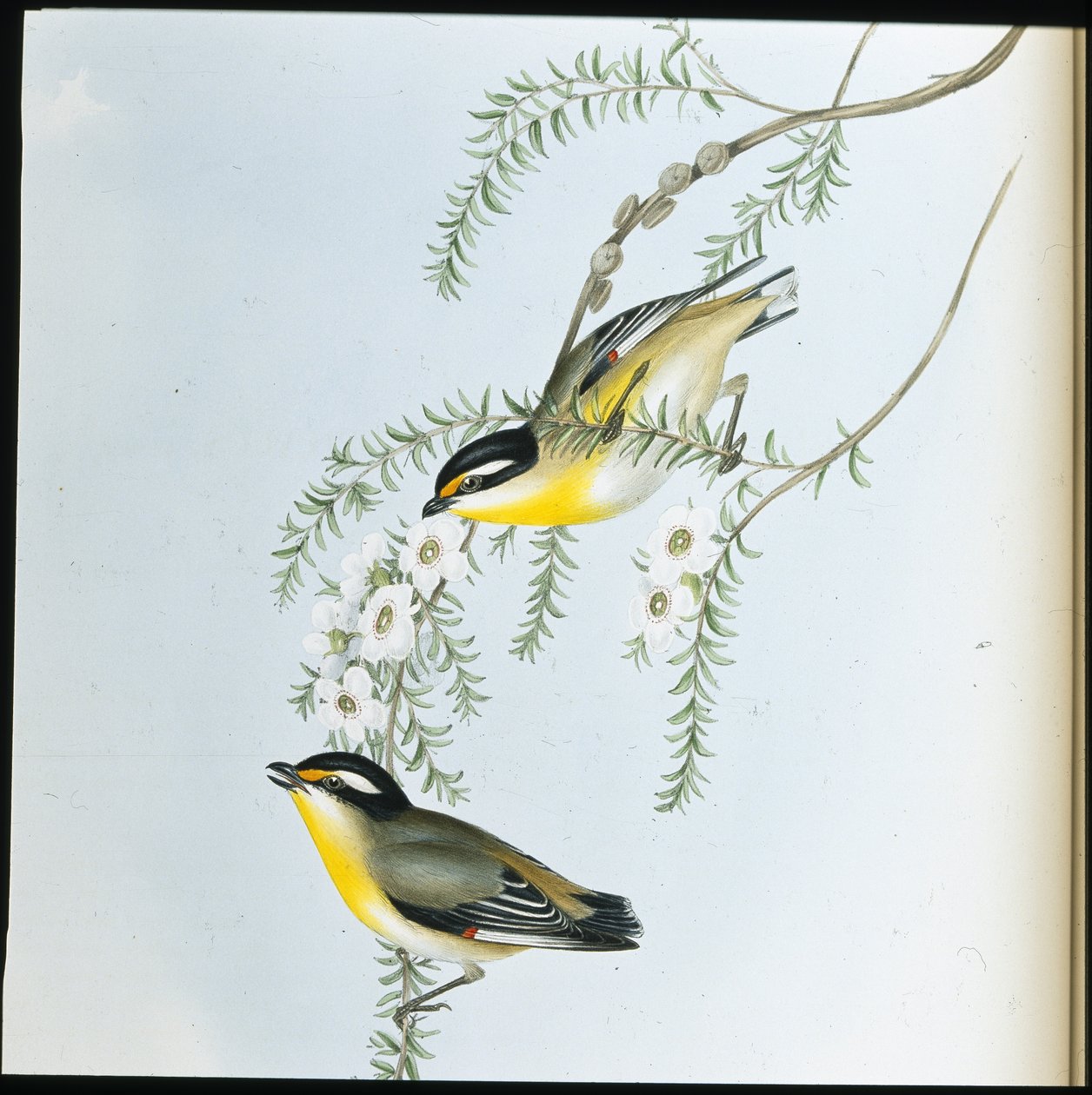 Pardalote de cabeça preta (Pardalotus Melanocephalus) (litho colorido à mão) de John (after) Gould