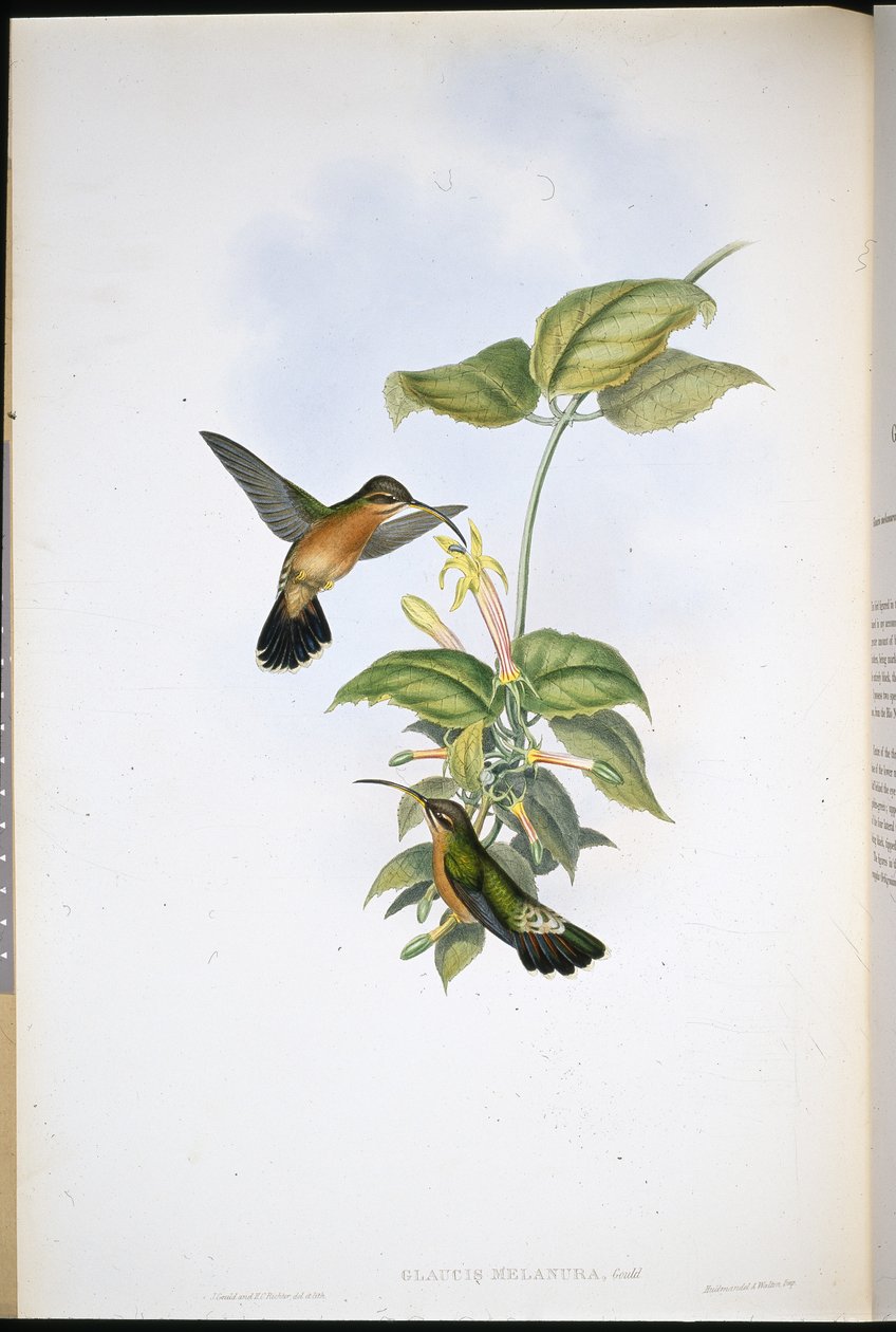 Eremita de cauda preta (Glaucis Melanura) (Litho de cor de mão) de John (after) Gould