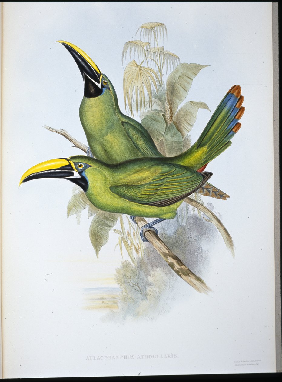 Tucano de Garganta Preta (Aulacoramphus Atrogularis) (litho colorido à mão) de John (after) Gould