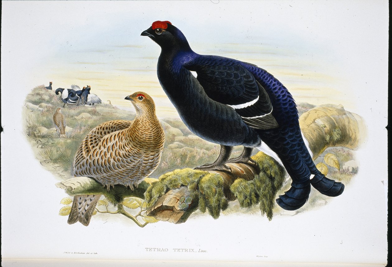 Blackcock (Tetrao Tetrix) (litro colorido à mão) de John (after) Gould