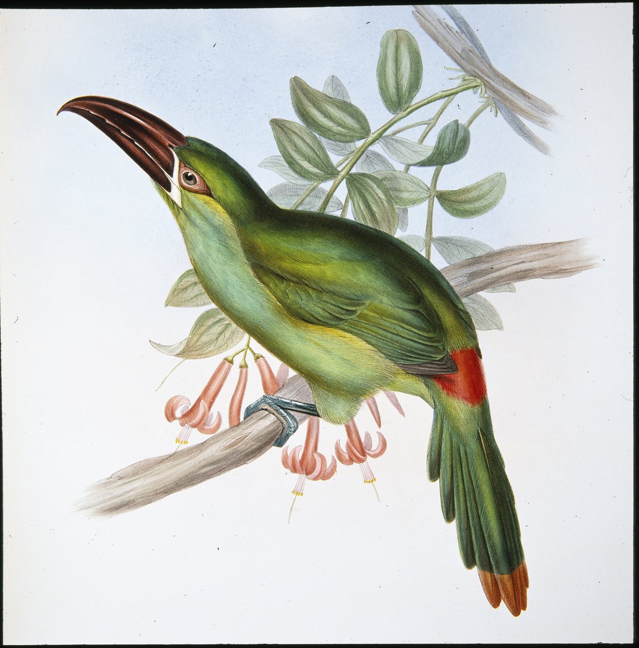 Tucano-de-bico-rugoso (Aulacoramphus Haematopygius) (litho de cor de mão) de John (after) Gould