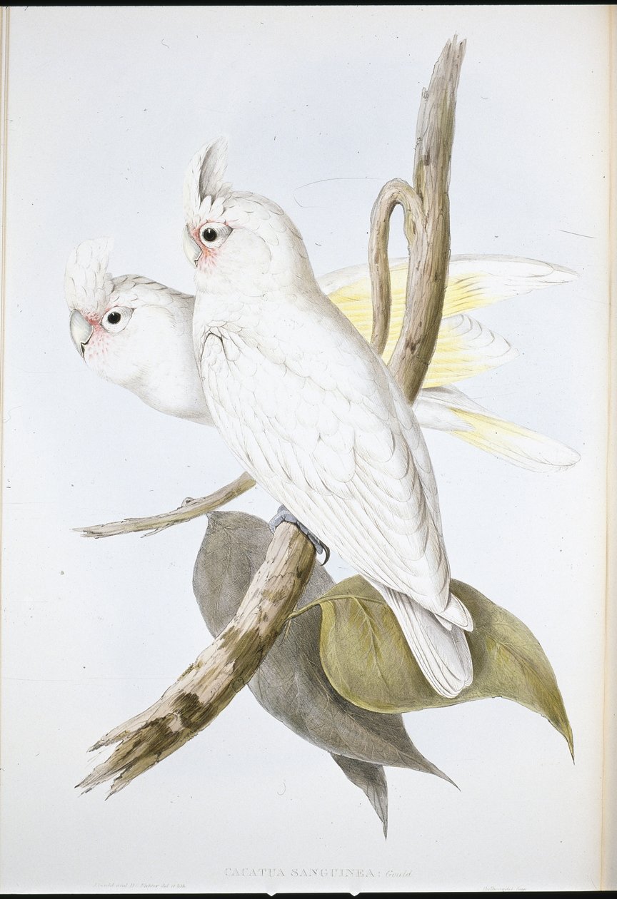 Cacatua manchada de sangue (Cacatus Sanguinea ) (Litho colorido à mão) de John (after) Gould