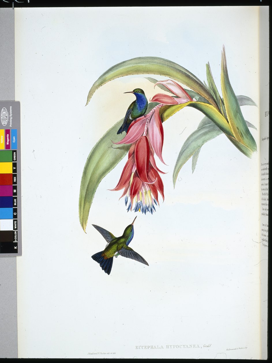 Safira de peito azul (Eucephala Hypocyanea) (Litho colorido à mão) de John (after) Gould