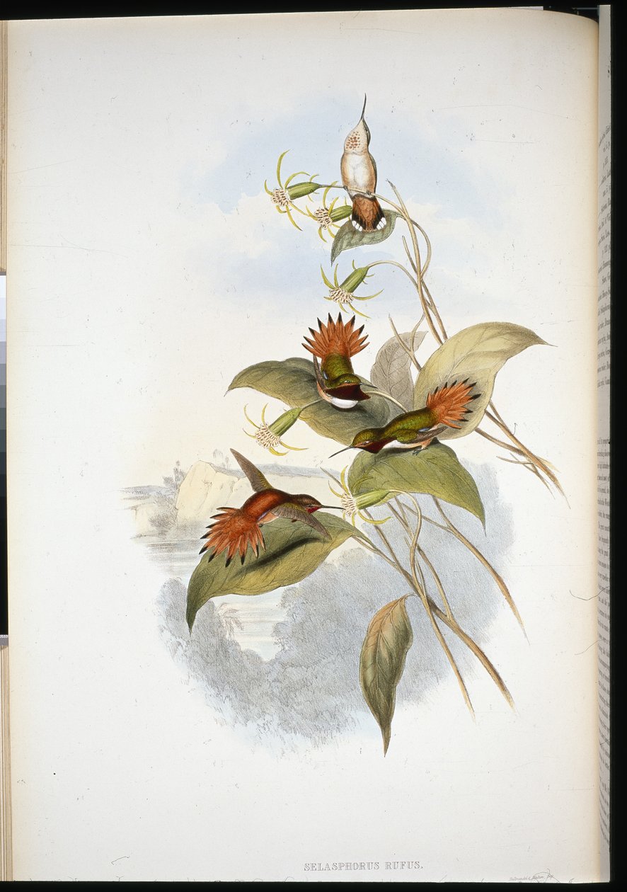 Safira de cabeça azul (eucephala grayi) (litho cor de mão) de John (after) Gould