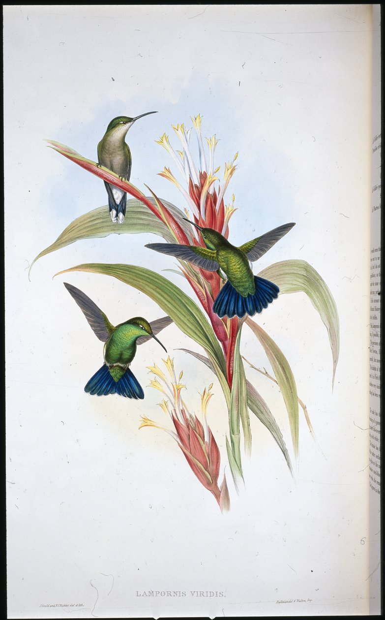 Beija-flor de cauda azul (Lampornis Viridis) (cor da mão) de John (after) Gould