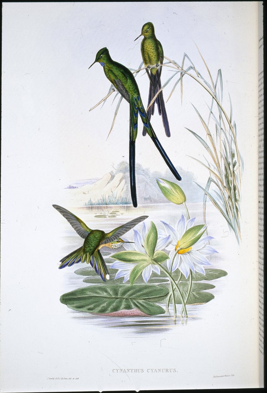 Sylph de cauda azul (Cynanthus Cyanurus) (litho de cor de mão) de John (after) Gould