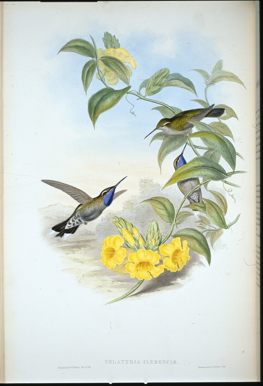 Cazique de garganta azul (Delattria Clemenciae) (litho colorido à mão) de John (after) Gould