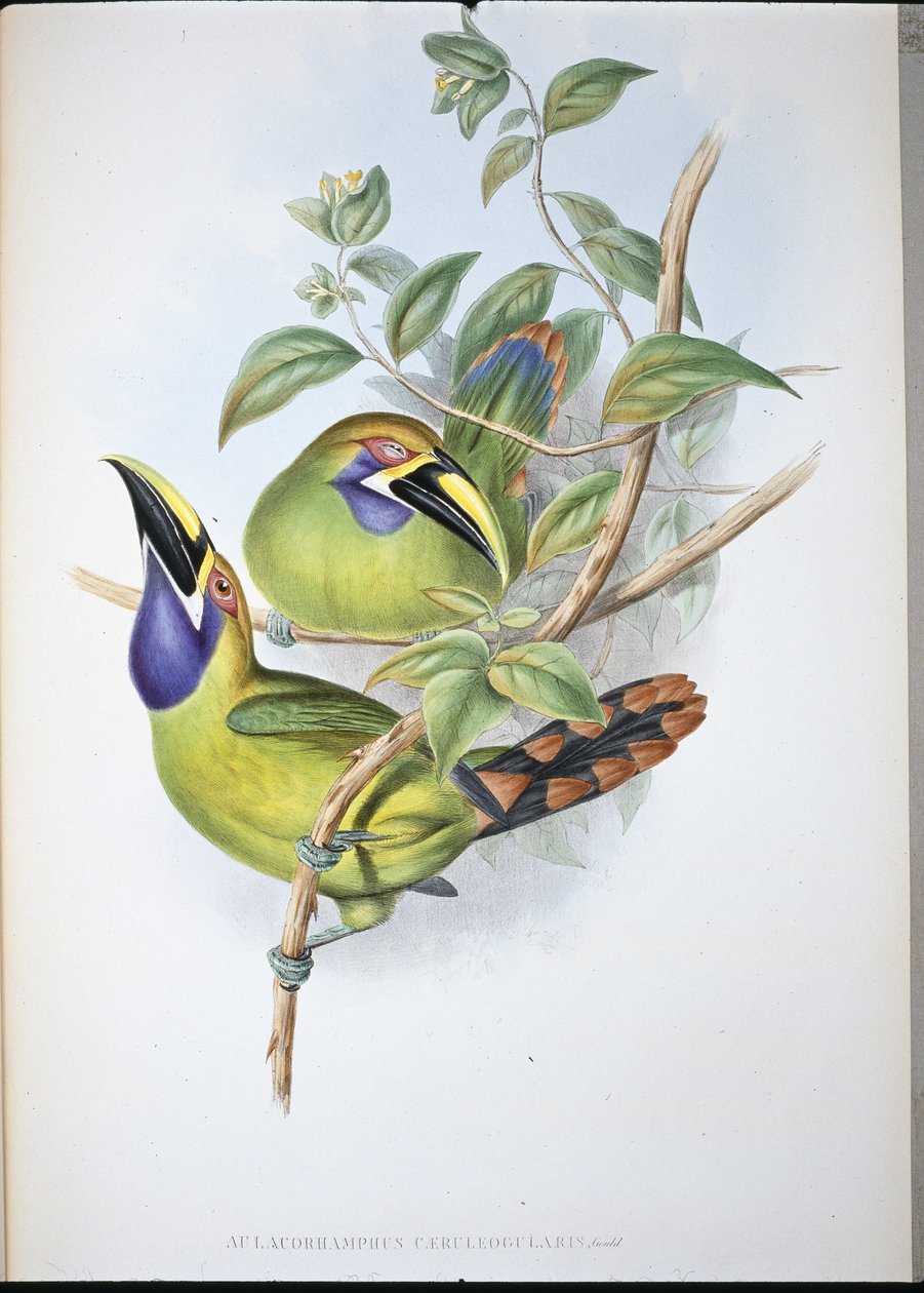 Tucano-de-garganta-azul (Aulacoramphus Caeruleogularis) (litho de cor de mão) de John (after) Gould