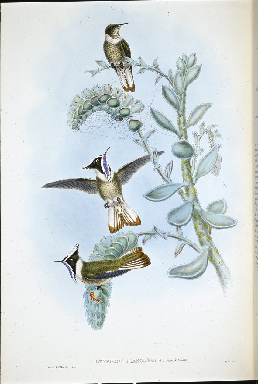 Crista Hlemte de garganta azul (Oxypogon Cyanolaemus) (litho de cor de mão) de John (after) Gould