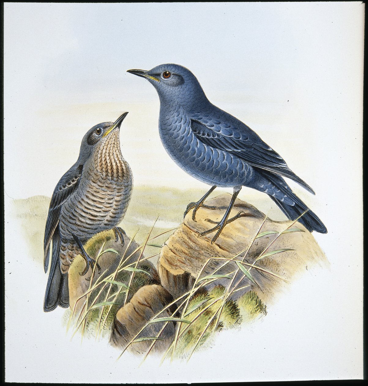 Blue Rock Thrush (Petrocossyphus Cyanus) (litho cor de mão) de John (after) Gould