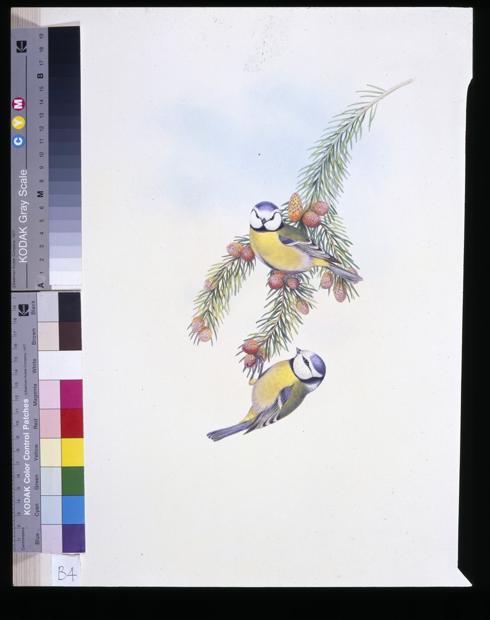 Tetinho Azul (Parus Caeruleus) (litho colorido à mão) de John (after) Gould