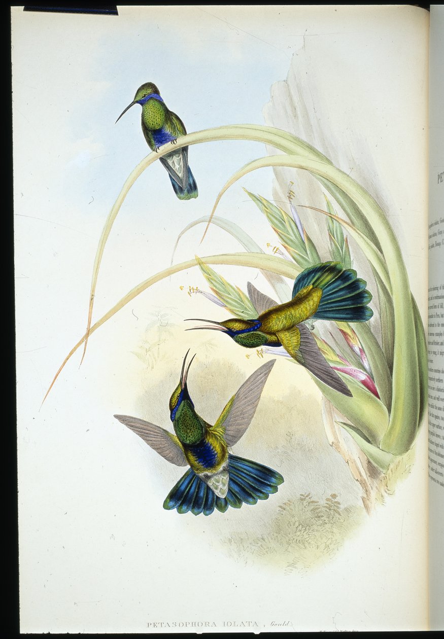 Violeta boliviana (Petasophora Iolata) (litho colorido à mão) de John (after) Gould