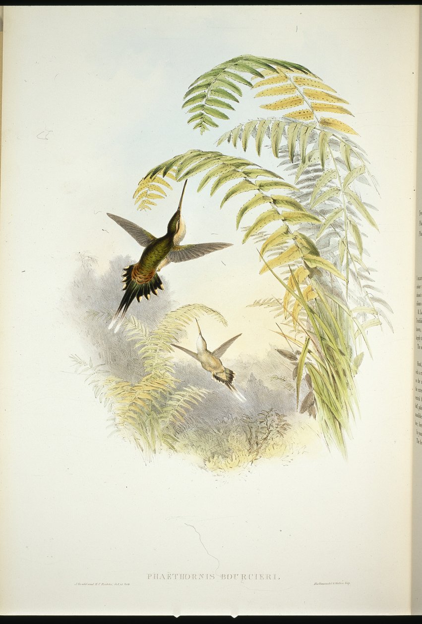 Eremita de Bourcier (Phaethornis Bourcieri) (cor da mão) de John (after) Gould